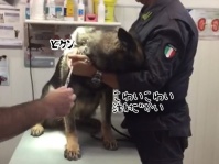 屈強な軍用犬でも怖いものは怖いんじゃ～い。注射を見せられただけでこうなるの巻