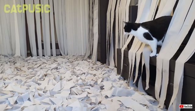 toiletpaperheaven4_640