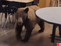 「新学期始まりましたか？」子グマが小学校の教室にやってきた！