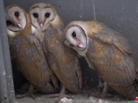 ごめん、ボク明日からはもうここにはいないんだ。巣立ちを前にしたメンフクロウのヒナと住人の優しい関係