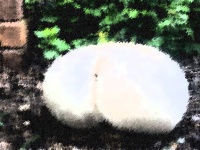 安心してください。生えてるやつです。人体の一部そっくりに見えるキノコたちの画像