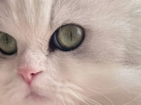 暗闇で触ると光る〝でんきタイプ〟な猫に1.1万人驚がく　「ピカチュウ並み」「バチバチしそう」