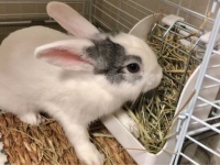 「ウサギ飼いたい」と伝えたら、与えられた１つの「課題」　親から子に受け継がれる「教え」に反響