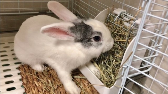 「ウサギ飼いたい」と伝えたら、与えられた１つの「課題」　親から子に受け継がれる「教え」に反響
