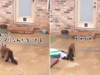 猫の為に猫用ドアを設置してみた。早速猫がやってきた。さて猫の反応は？