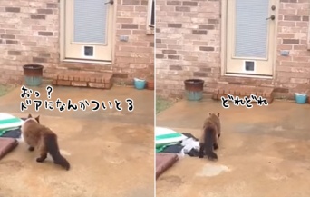 猫の為に猫用ドアを設置してみた。早速猫がやってきた。さて猫の反応は？