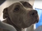 飼い主に捨てられ、悲しみのあまり“涙”を流す犬が切ない…