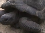 懸賞金５０万円をゲットしたのは！？　行方不明のゾウガメが発見される！