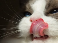 【ネコビア】意外と知られていない猫に関する11の事実