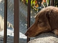 「もう少し遠慮してもらえます？」　堂々たる〝覗き犬〟に4.2万人破顔「ながくてえらい！かわいい！」