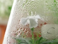 永久凍土に埋まっていた3万2000年前の植物を蘇らせることに成功。その秘密を探る研究が始まる