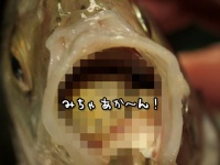 魚の口に寄生する、ウオノエの生態にズームイン！【閲覧注意】