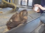 【モンキーマジック！】手品を見たオランウータンが驚きの反応w