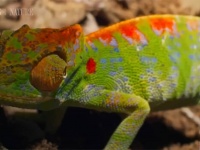 死の間際に体色を色鮮やかに変化させるカメレオン。何かメッセージを伝えているのか？