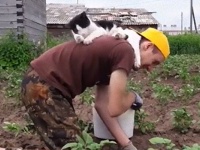 畑作業ならここから応援するし。猫によるお仕事の監視そして励ましらしきもの