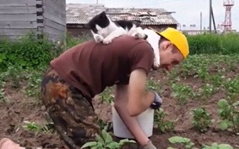 畑作業ならここから応援するし。猫によるお仕事の監視そして励ましらしきもの