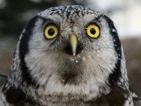 羽のないフクロウの衝撃的な姿がこちら・・・