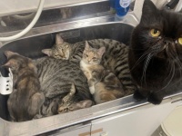 猫カフェで発生した〝シンク詰まり〟の原因に13万人悶絶「詰まったままであって欲しい」の声も