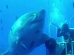 撮影された中で最大のサメ、ひたすらにデカい！