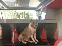 脱走後、しれっとバスに乗り込んできた犬。やさしい人たちに助けられ、飼い主と無事再会