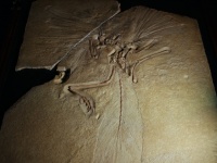始祖鳥の化石（撮影＝オフィス ジオパレオント）