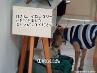 先住猫を思いやる犬、自分がもらった食べ物をすべて猫に差し出す