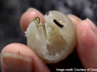 3億年前から存在していた半透明の甲殻類が深海で新たに発見される