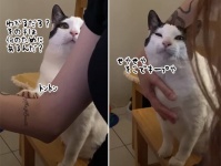 感情のアップダウンが激しすぎる猫。飼い主に甘えてきたと思えば...