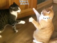 指先一つでダウンさせた、だと？猫が秘孔系の技を覚えたようだ