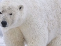 【コワすぎ！】ロシアの気象観測隊が10匹のシロクマに囲まれ身動き取れず