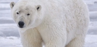 【コワすぎ！】ロシアの気象観測隊が10匹のシロクマに囲まれ身動き取れず