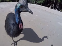ヒクイドリが追いかけてくるよう！「世界一危険な鳥」にビーチで遭遇してしまった場合