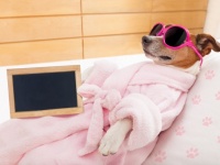 愛犬にもラグジュアリー。スイートルームでリラックス、設備も食事も充実した犬のための豪華なペットホテル（アメリカ）