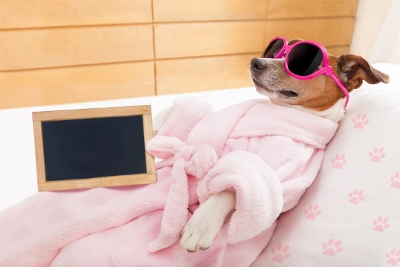 愛犬にもラグジュアリー。スイートルームでリラックス、設備も食事も充実した犬のための豪華なペットホテル（アメリカ）