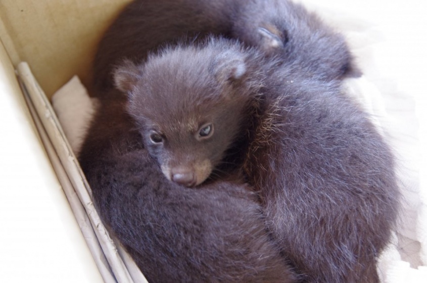 子犬にしか見えないけど、実は...　側溝で「小っちゃくて元気なモフモフ」を見つけても、連れて帰っちゃダメな理由