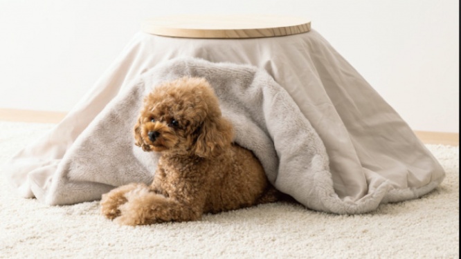 3COINSの公式サイトより