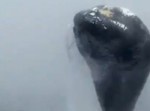 【大自然のアトラクション】船先でクジラが大ジャンプ！！