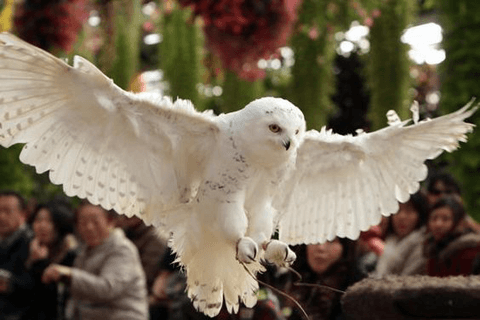 キュートで癒やしの鳥♪　フクロウをペットにしたい方へ おすすめの種類を紹介#3