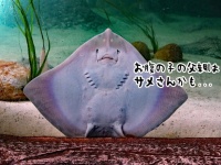 禁断の恋か？オスのいない水槽でエイが妊娠し、サメに疑惑の目が向けられる