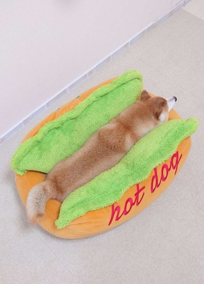 ホットドッグになった柴犬(画像提供:柴犬チャーミー(@shiba_charmy)さん)