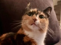 その時、猫は缶詰が開いたことに気づいた。その時に見せた視線に関する海外の反応