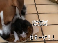 ハングリー精神に満ち溢れた元野良の子猫、犬の餌を完全占拠