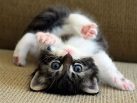 驚異の破壊力！ネット上をざわつかせた、世界のかわいい子猫選手たち