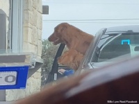 早く、早く例のブツを！スターバックスのドライブスルーで犬用裏メニュー「パプチーノ」が欲しすぎて待ちきれない犬