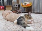 狭いとこ好きなのね…！　袖の中でくつろぐ猫が可愛い！