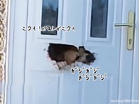 破壊王にオレはなる！ドアのポストを完全に噛みちぎった犬