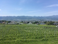 甲府盆地や南アルプスの山々を見渡せる広大なぶどう畑