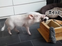 一人でできるプ～。箱の中に散らかったおもちゃを片付けるブタ