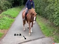怖い怖い、排水溝が怖い。なぜか排水溝の上を歩けない馬