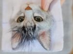 本当に生きてるみたいな完成度！ 羊毛フェルトで作った、本物みたいな猫ができるまで。